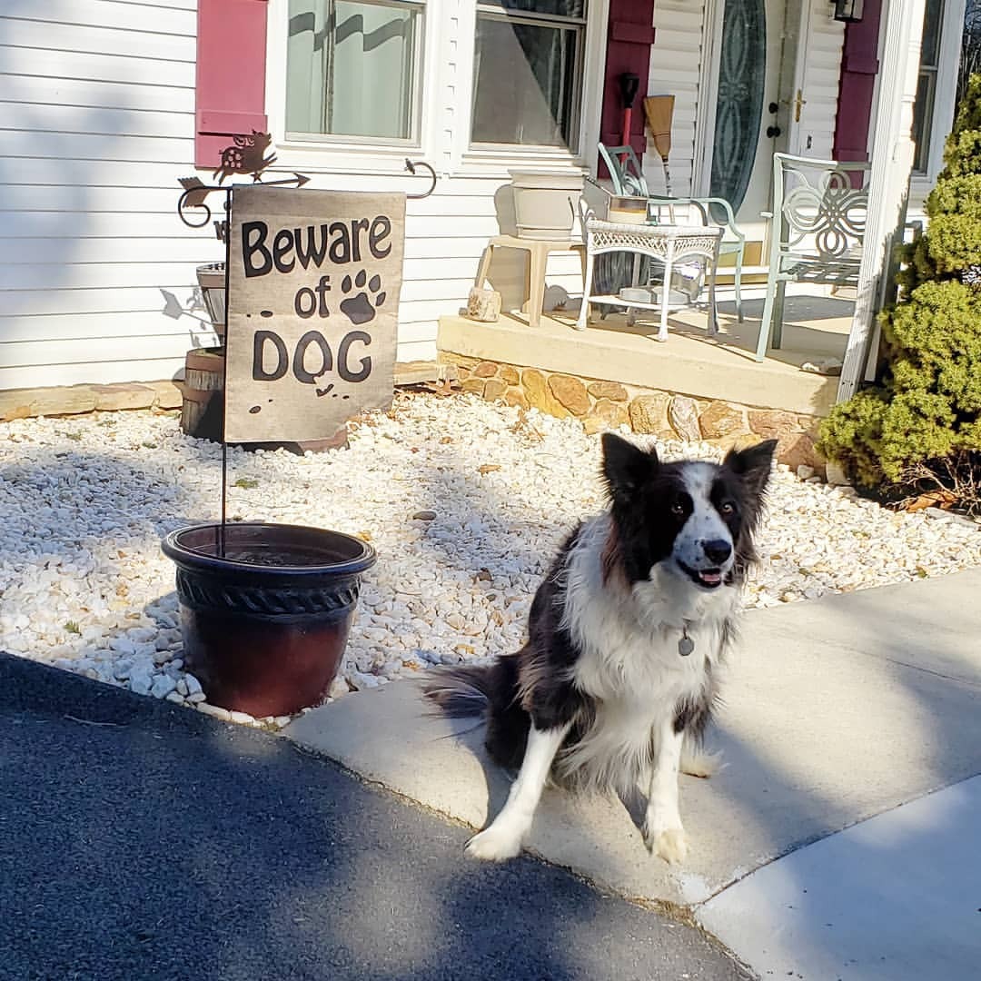 Border Collie