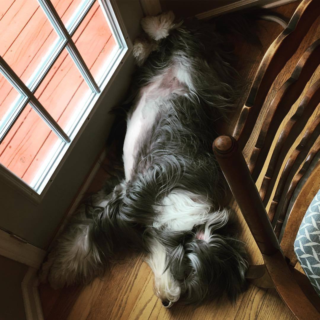 Bearded Collie