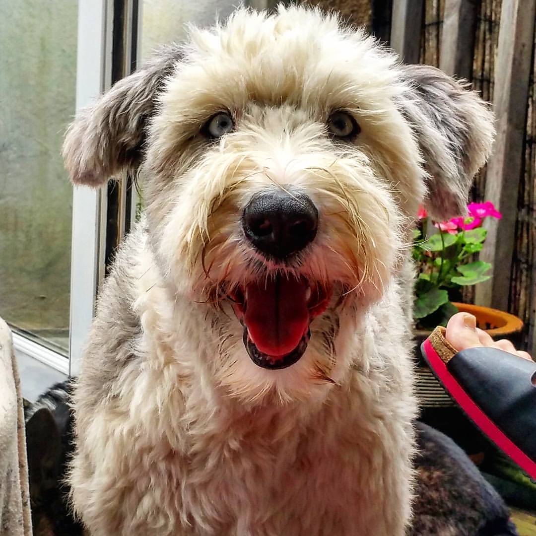 Bearded Collie