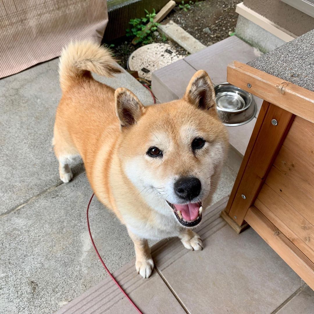 Image of Shiba Inu