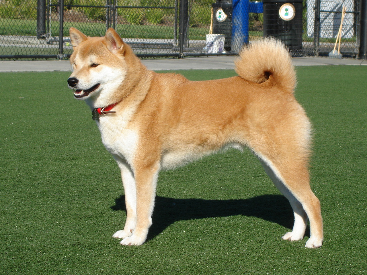 Image of Akita