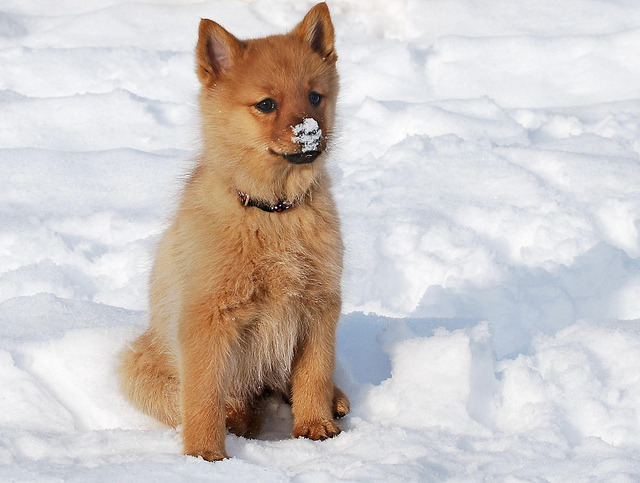 Image of Finnish Spitz