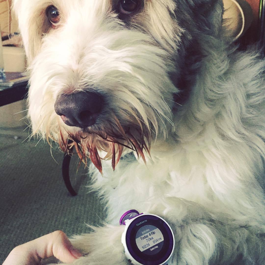 Bearded Collie