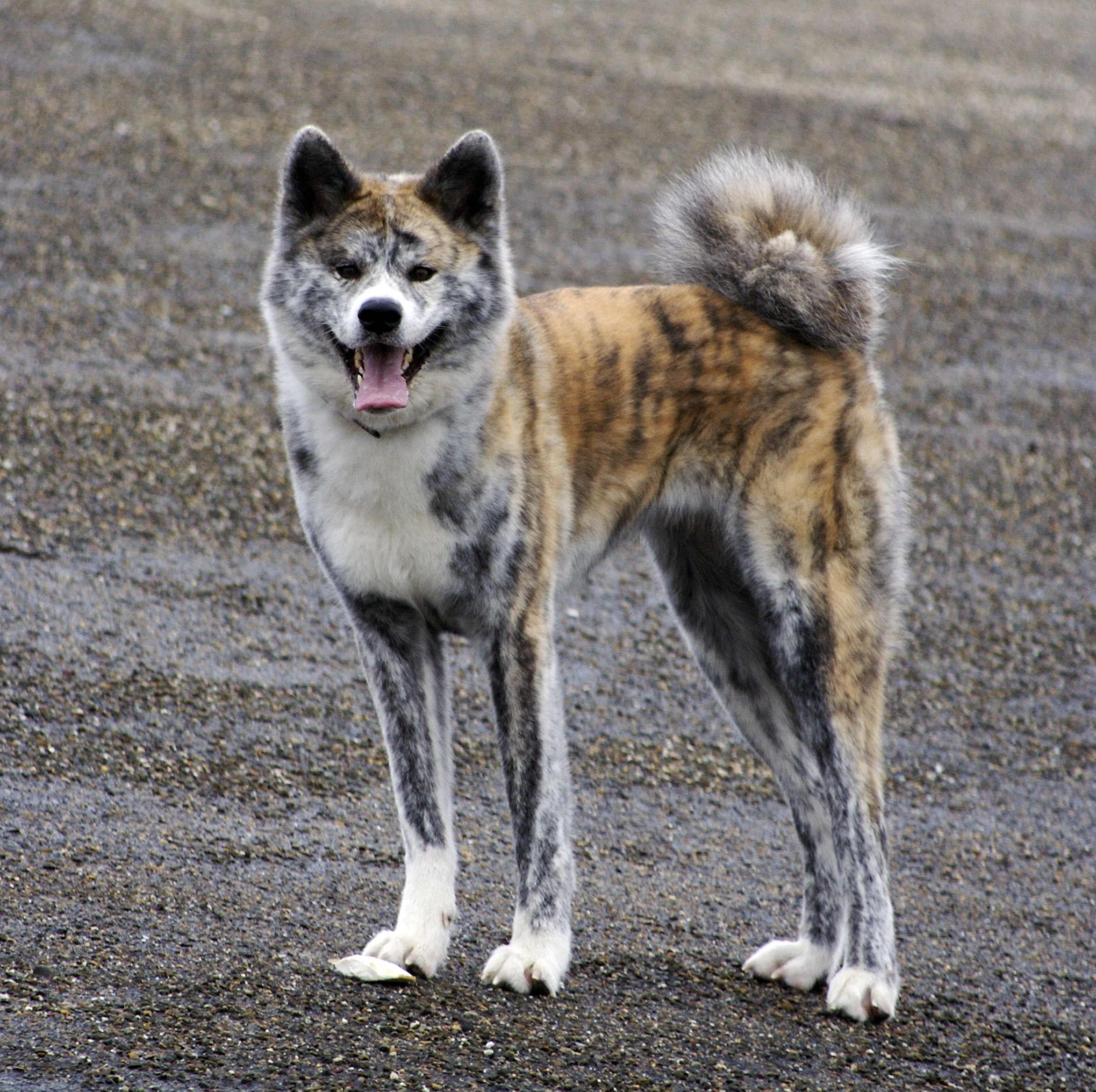 Image of Akita