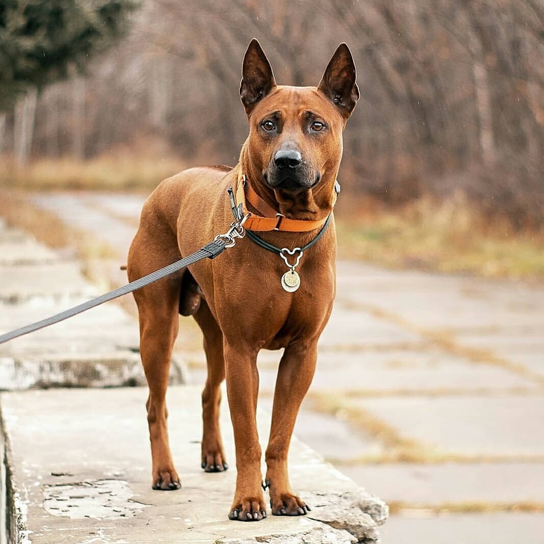 Thai Ridgeback