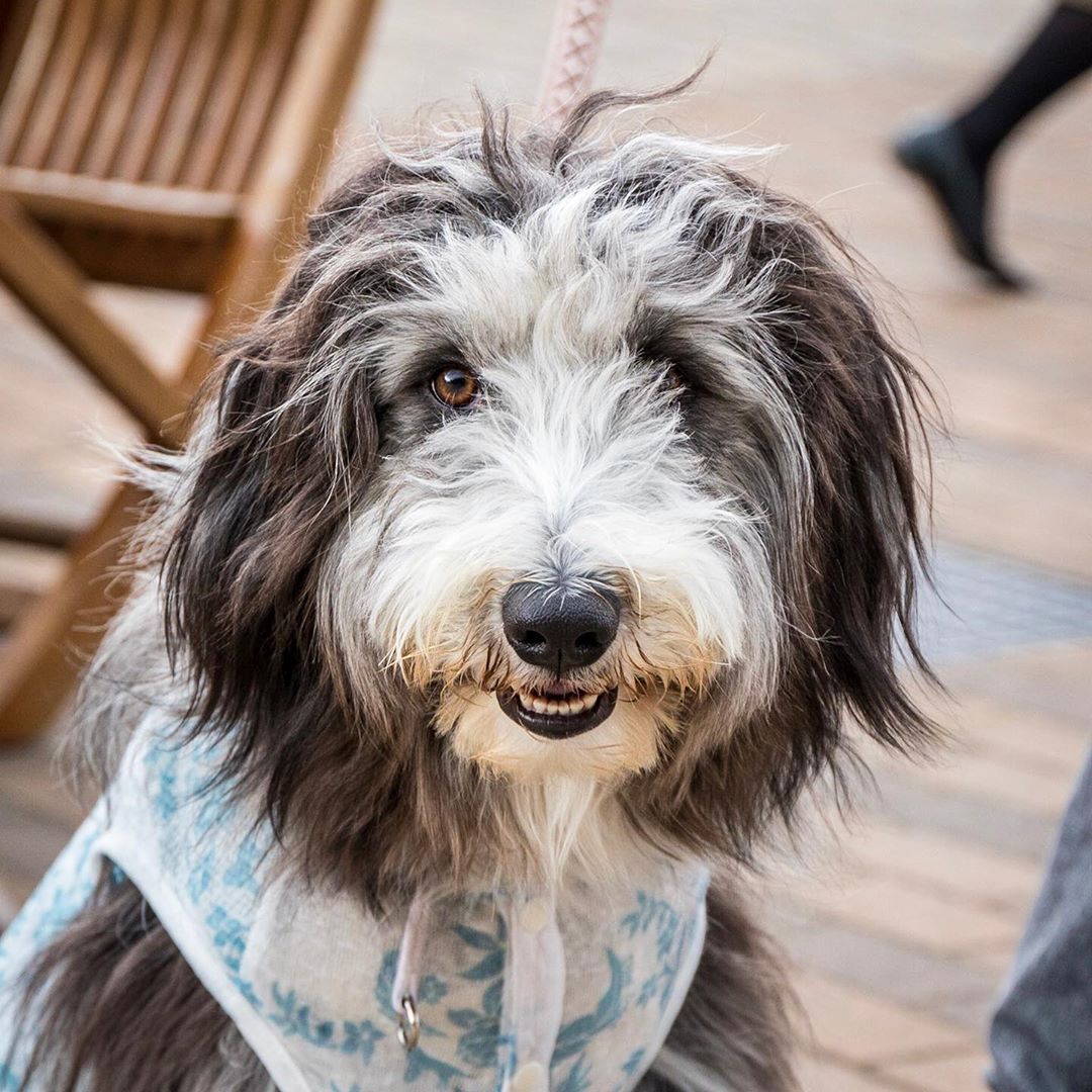 Image of Bearded Collie