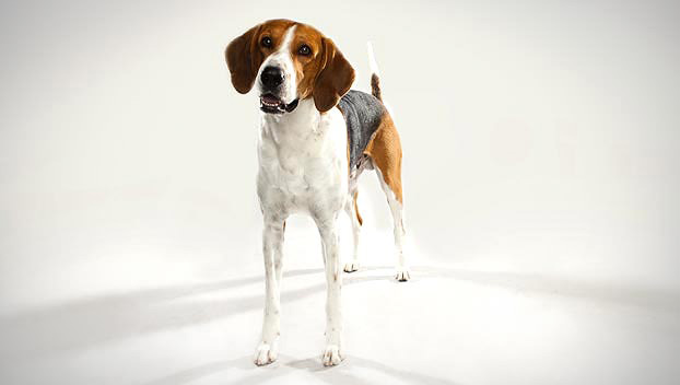 Image of American Foxhound