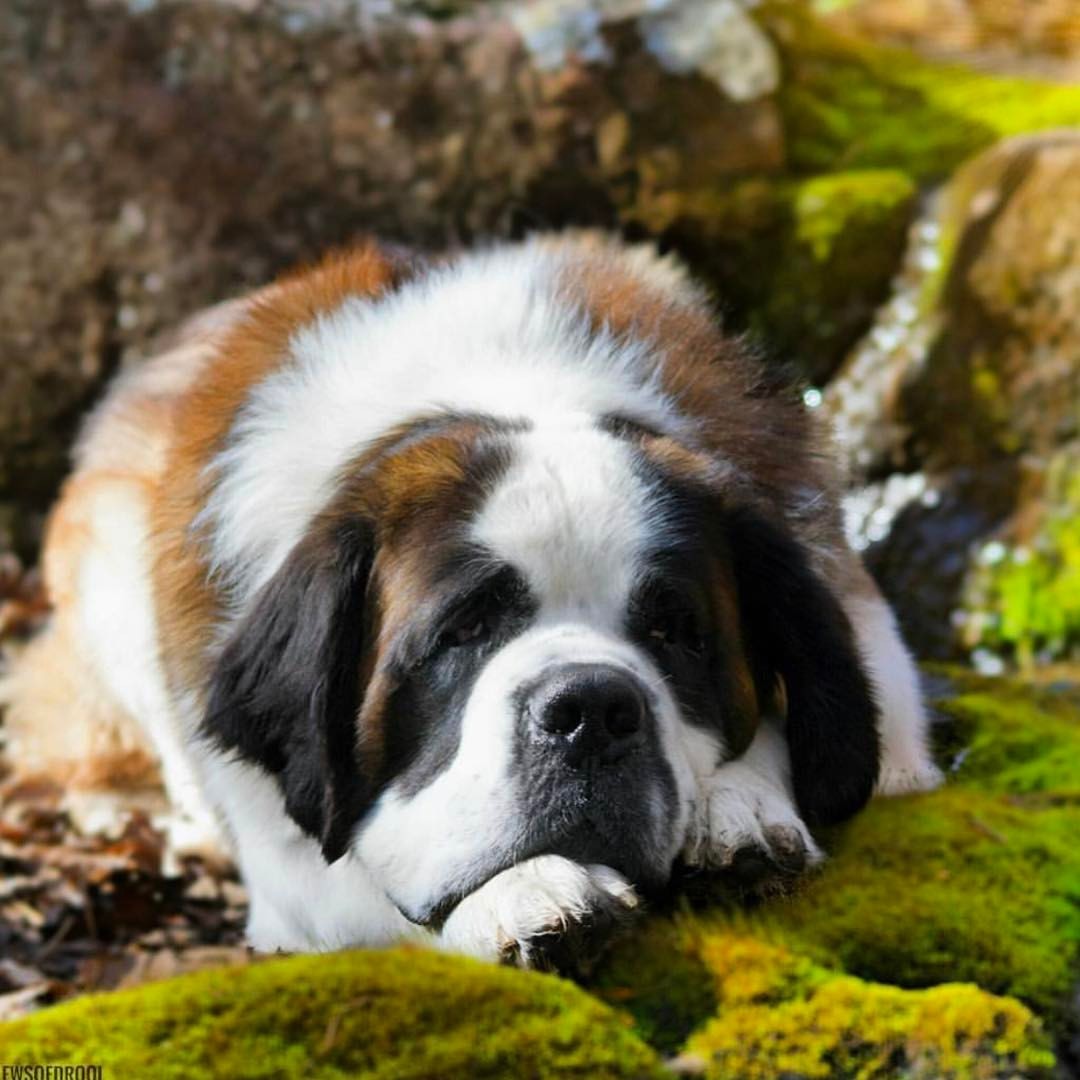 Image of Saint Bernard