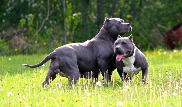 Image of American Bully