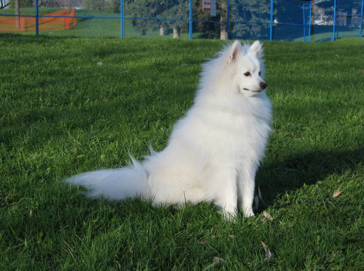 Image of American Eskimo Dog (Miniature)