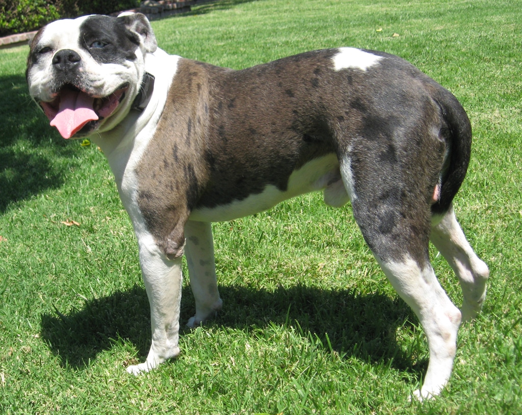 Image of Alapaha Blue Blood Bulldog