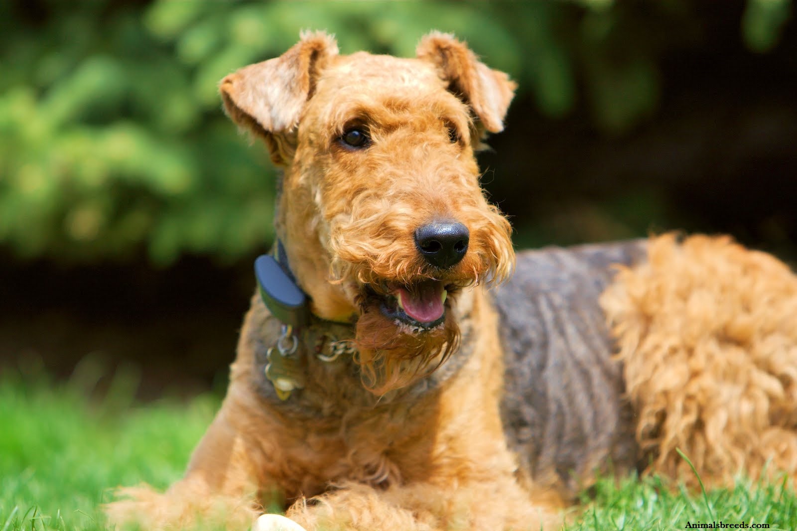 Image of Airedale Terrier