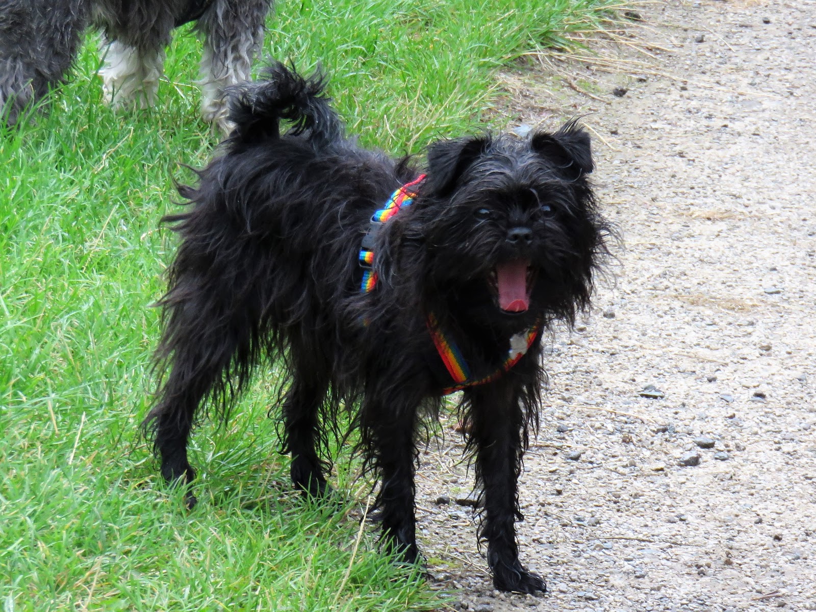 Image of Affenpinscher