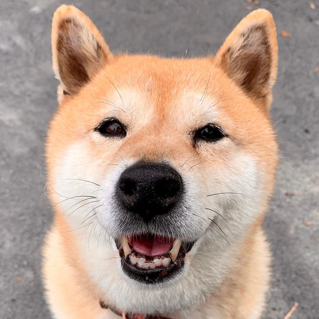 Shiba Inu