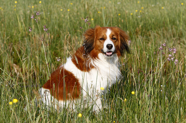 Kooikerhondje