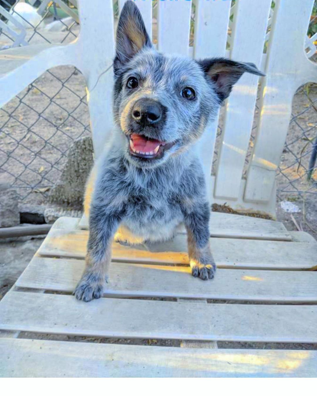 Image of Australian Cattle Dog