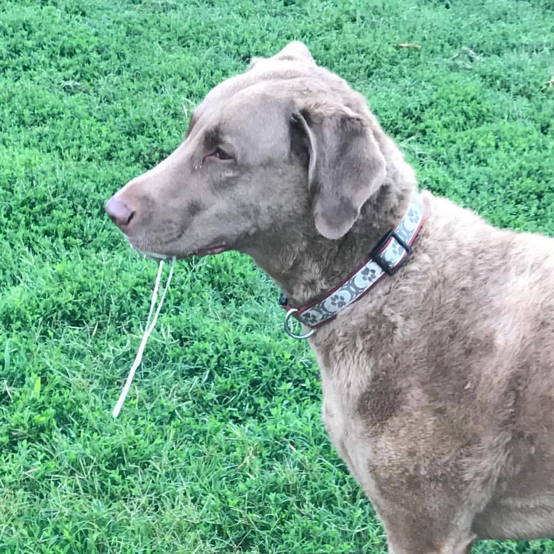 Image of Chesapeake Bay Retriever