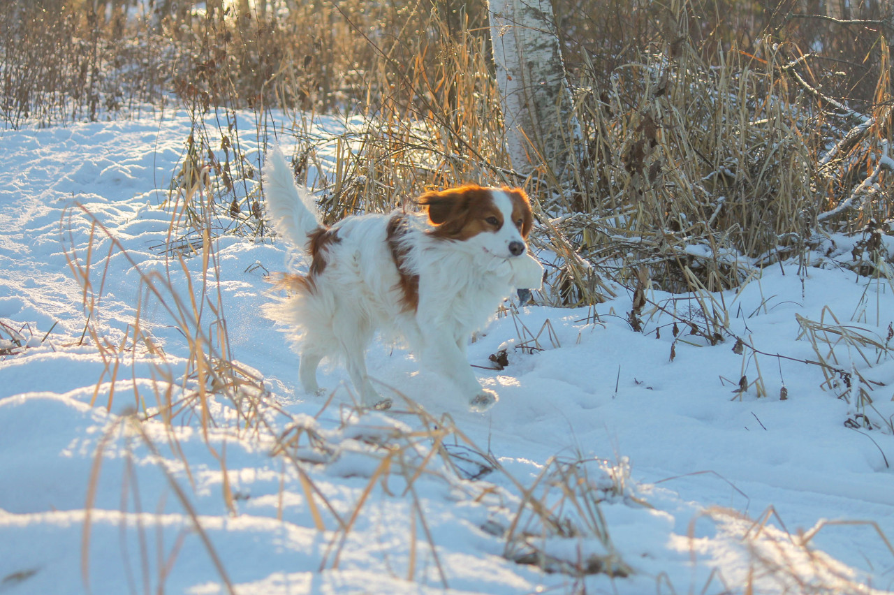 Kooikerhondje