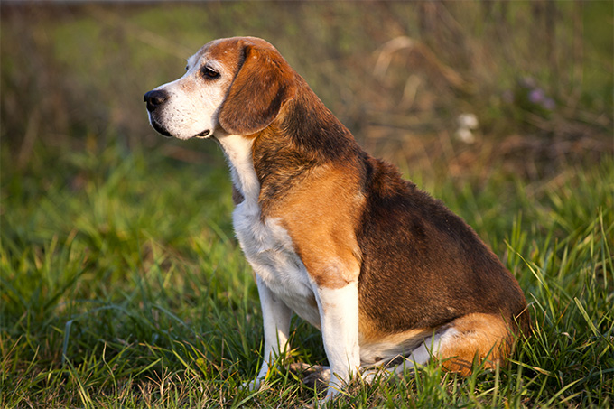 Image of American Foxhound