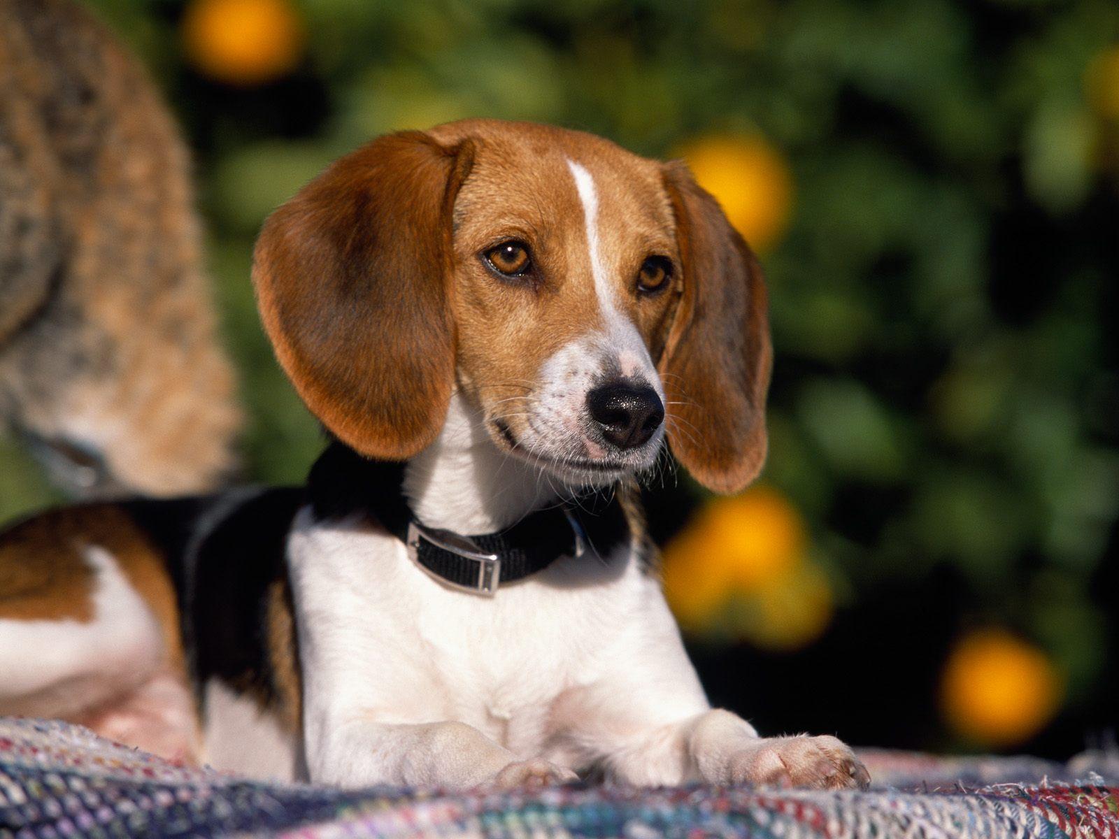 Image of American Foxhound