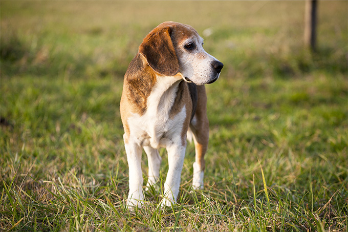 American Foxhound