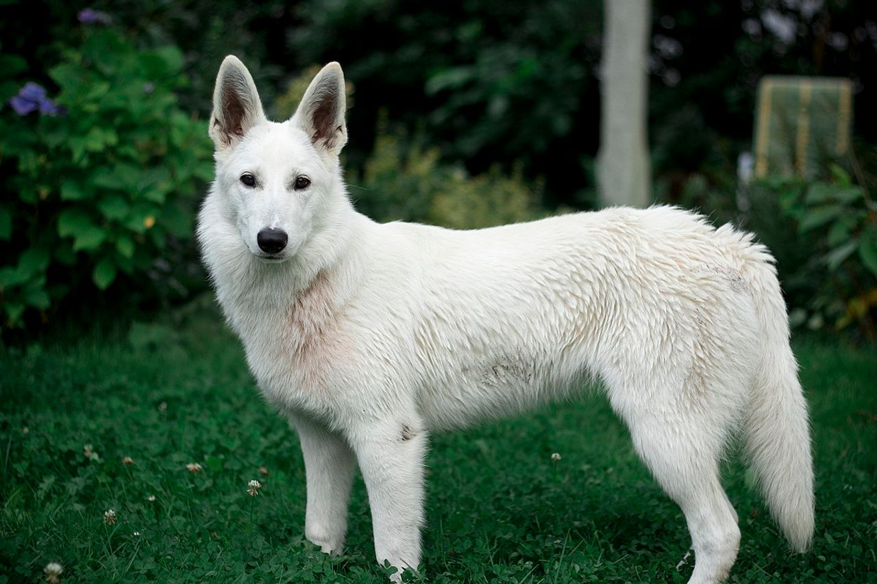 White Shepherd