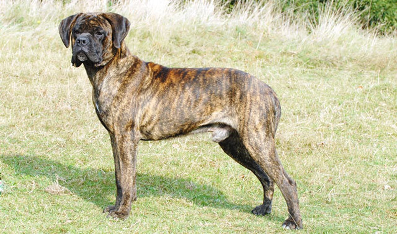 Cane Corso