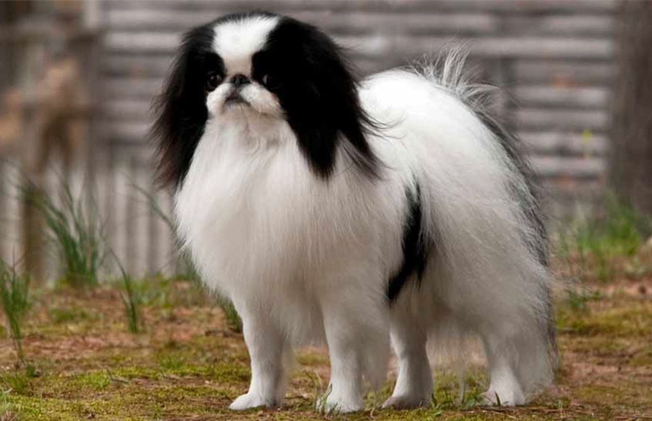 Japanese Chin