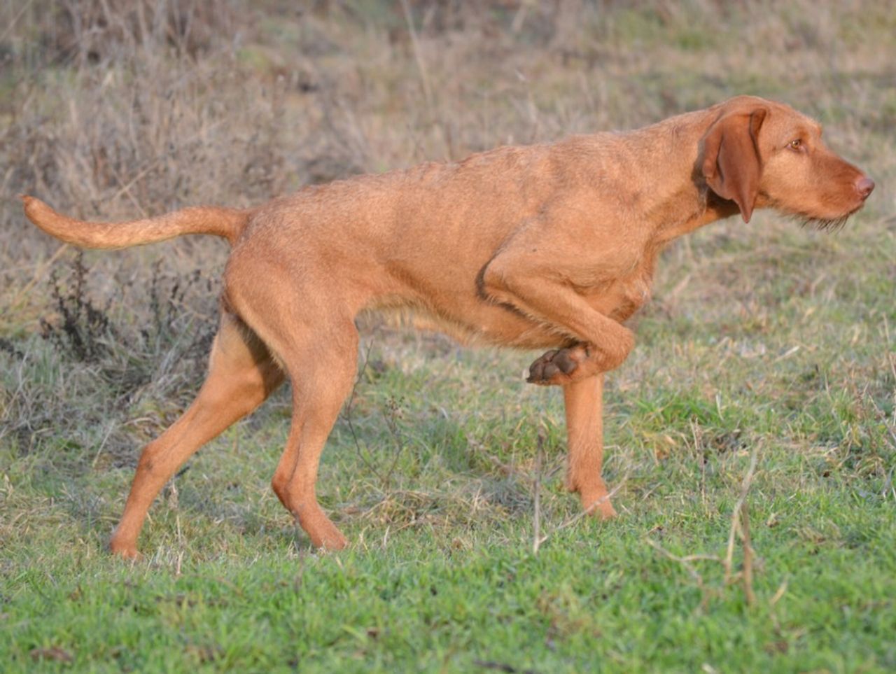 Wirehaired Vizsla