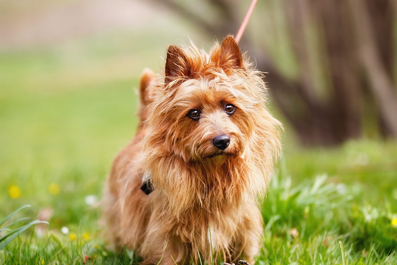 Australian Terrier