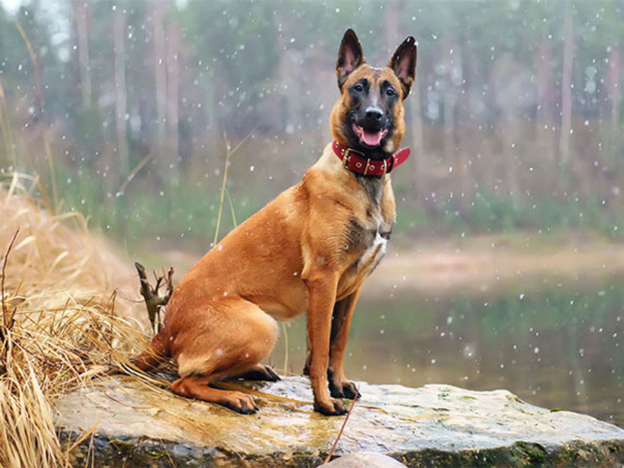 Belgian Malinois