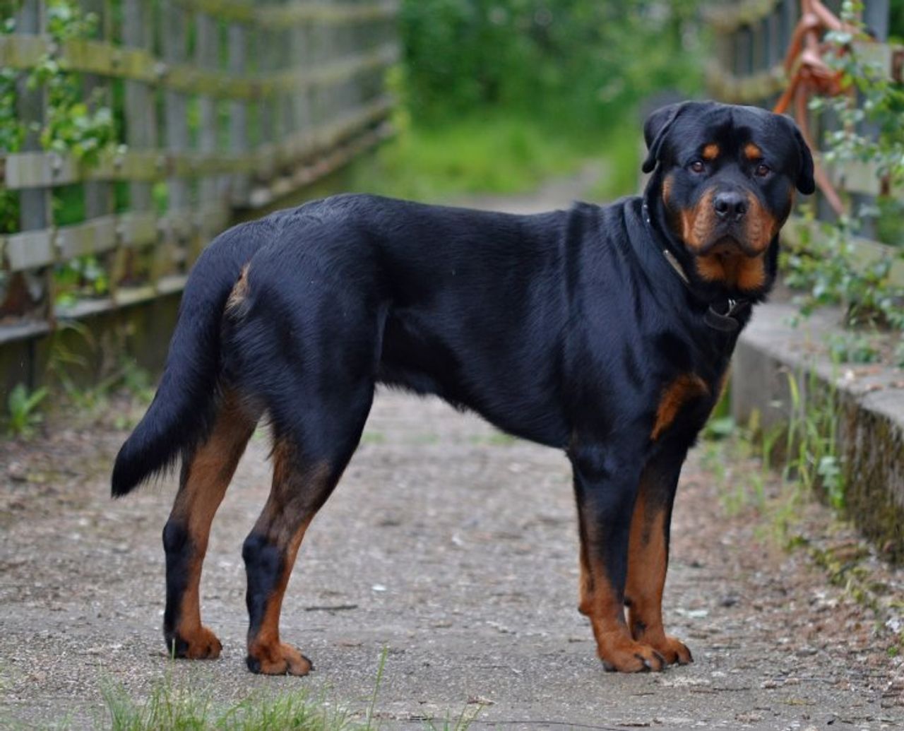 Rottweiler