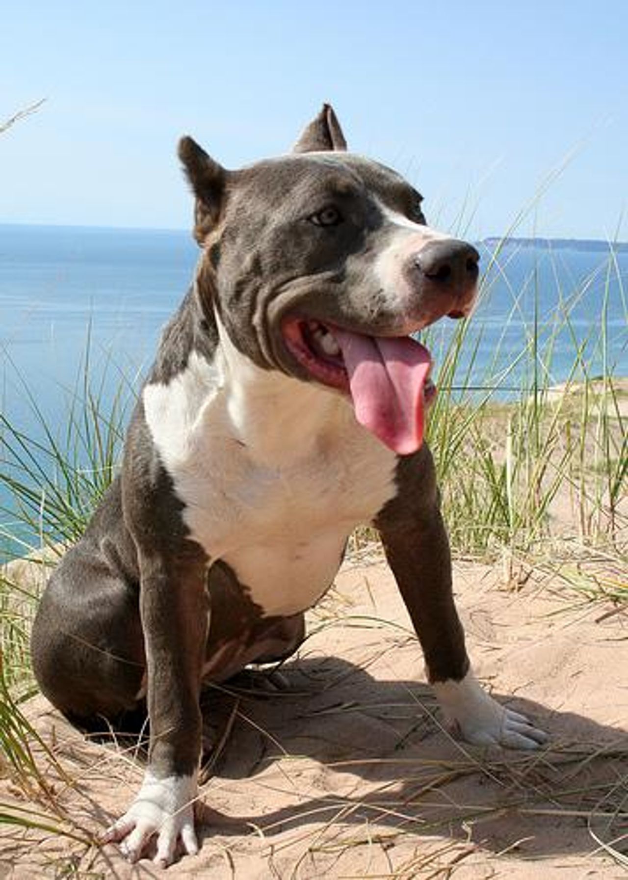 American Staffordshire Terrier