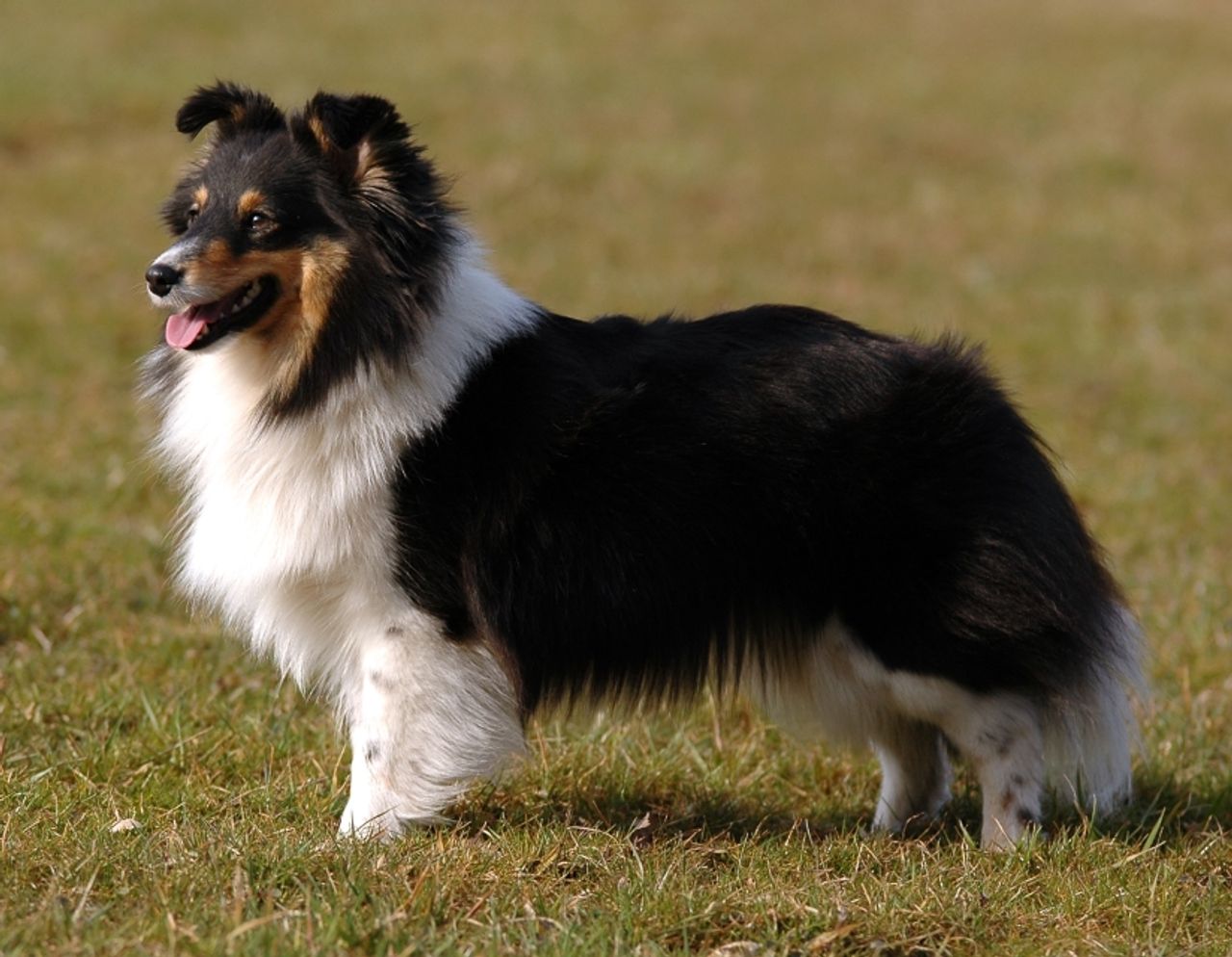 Shetland Sheepdog