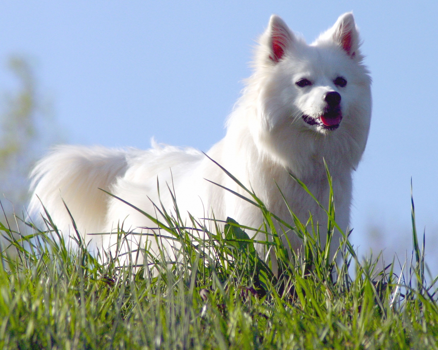 American Eskimo Dog