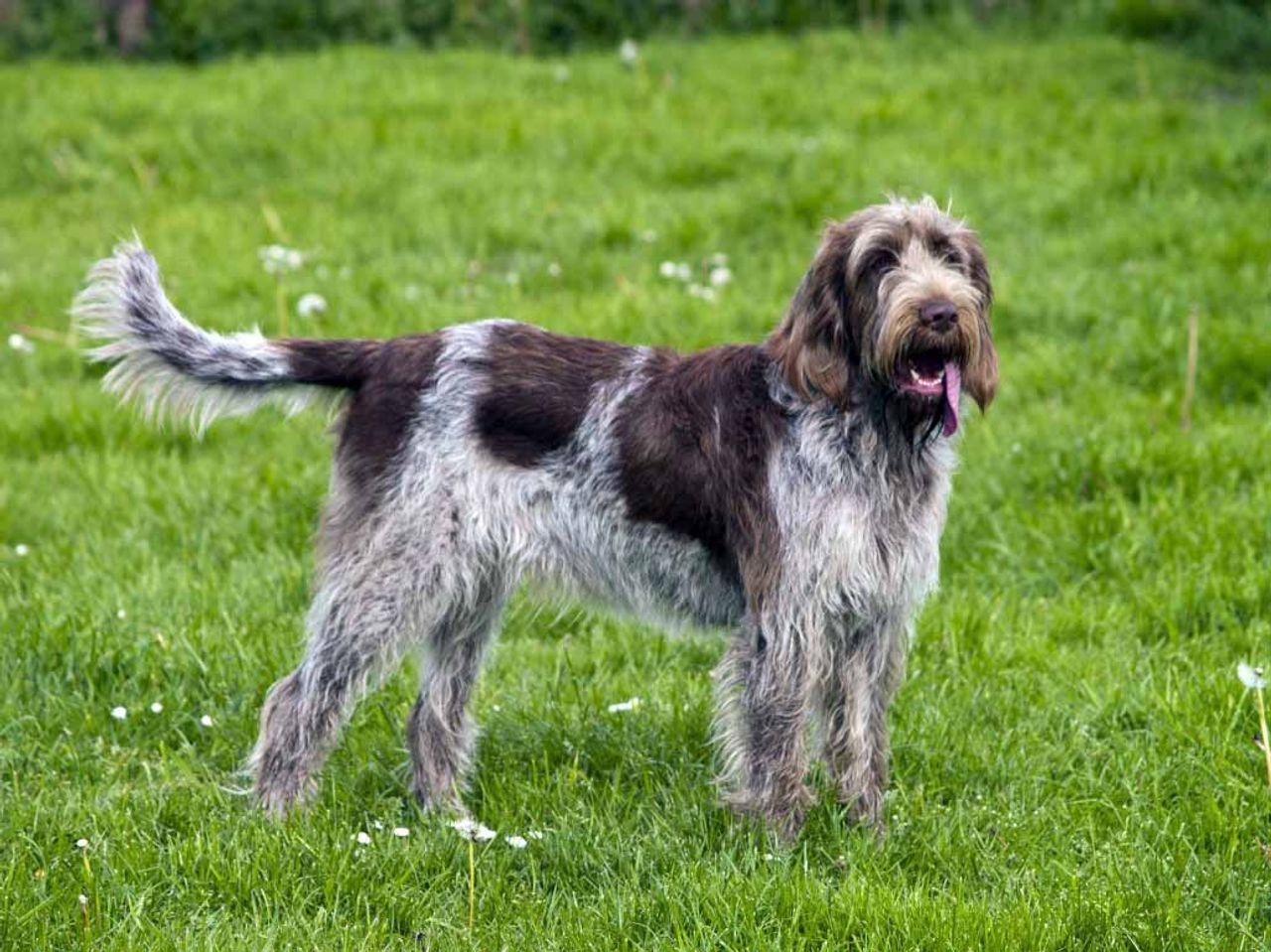 Spinone Italiano