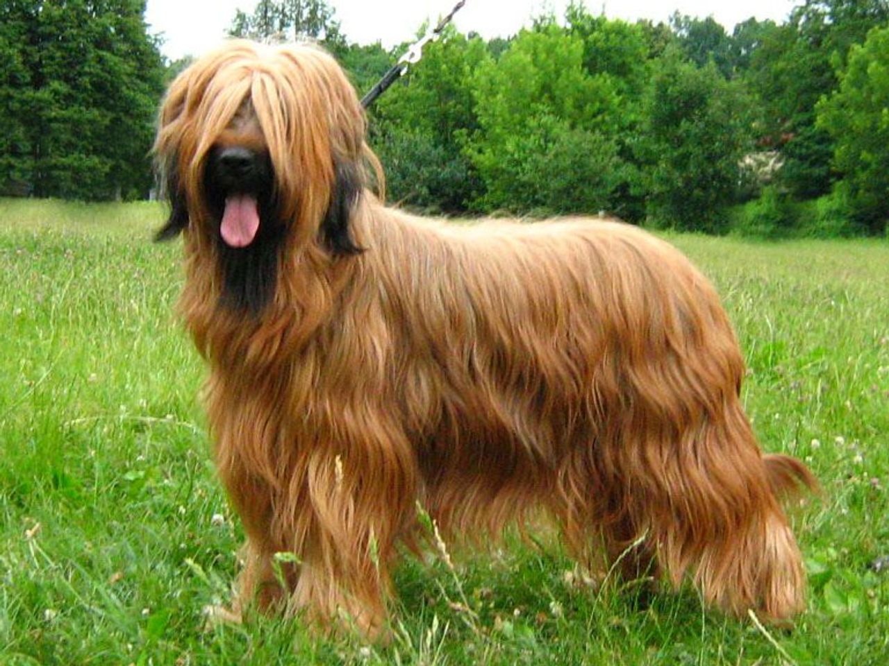 Briard