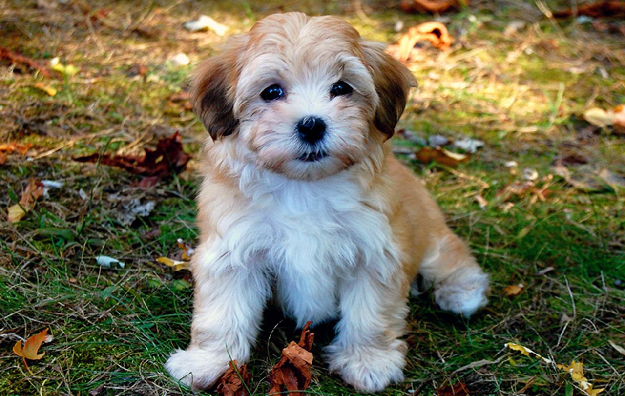 Havanese