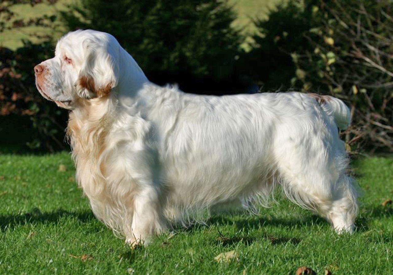 Clumber Spaniel