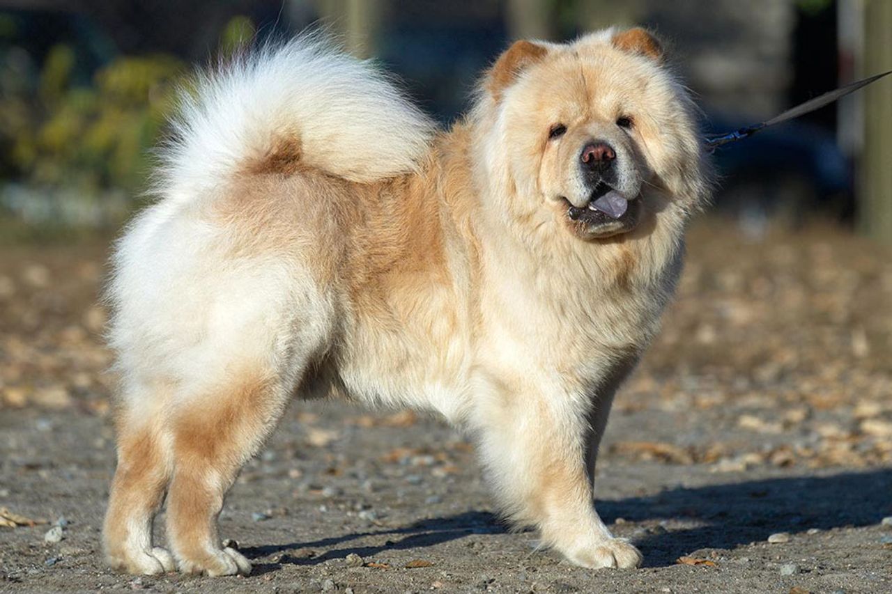 Chow Chow