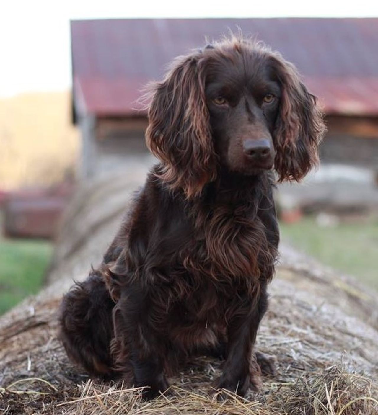 Boykin Spaniel