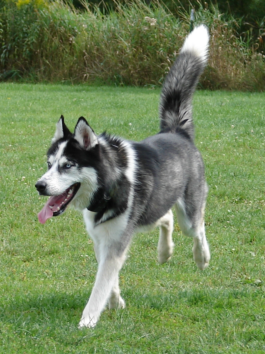 Alaskan Husky