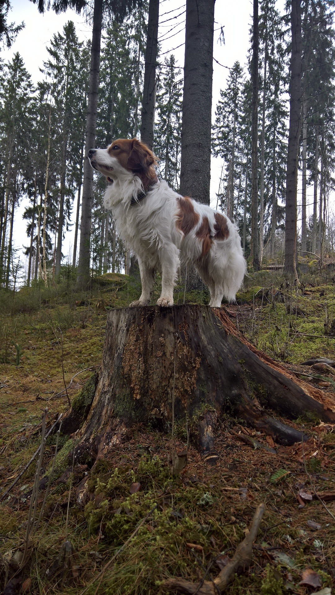 Image of Kooikerhondje