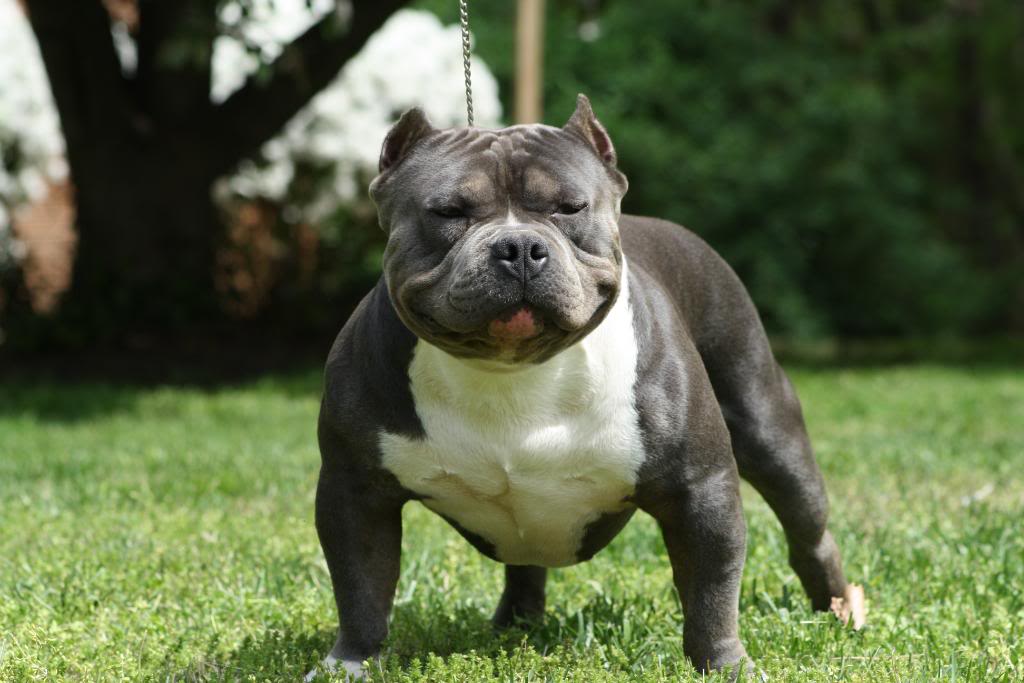 Image of American Bully