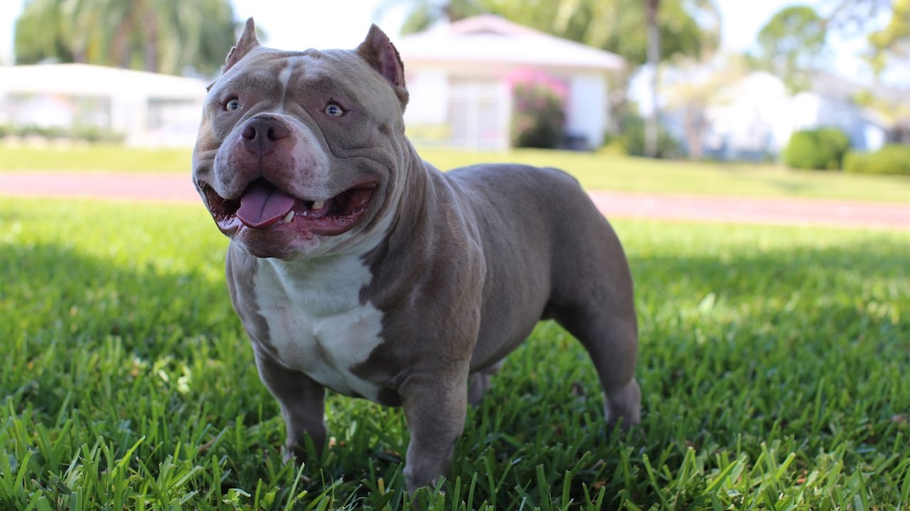 Image of American Bully