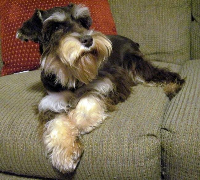 Image of Standard Schnauzer