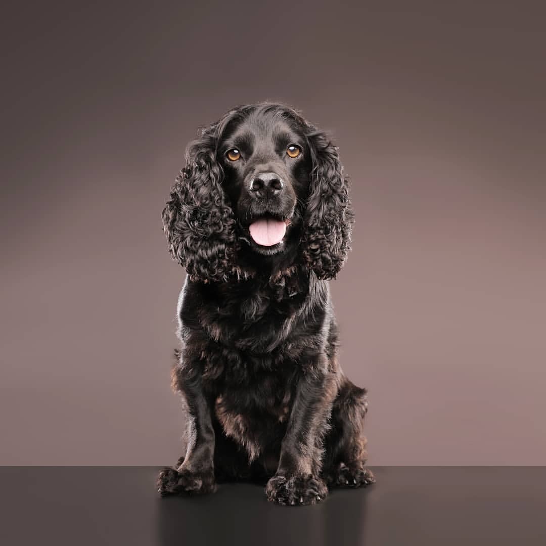 Cocker Spaniel