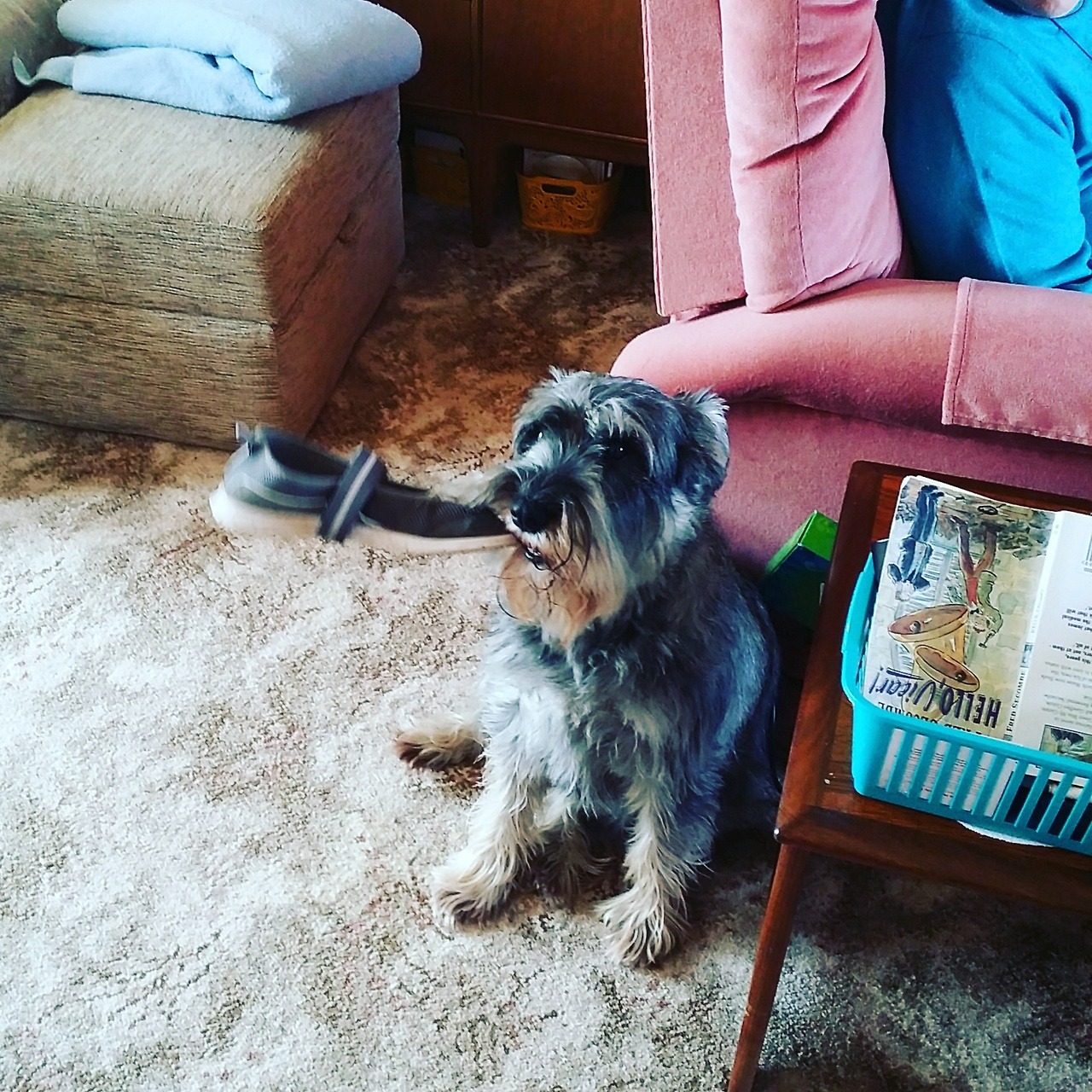 Image of Standard Schnauzer