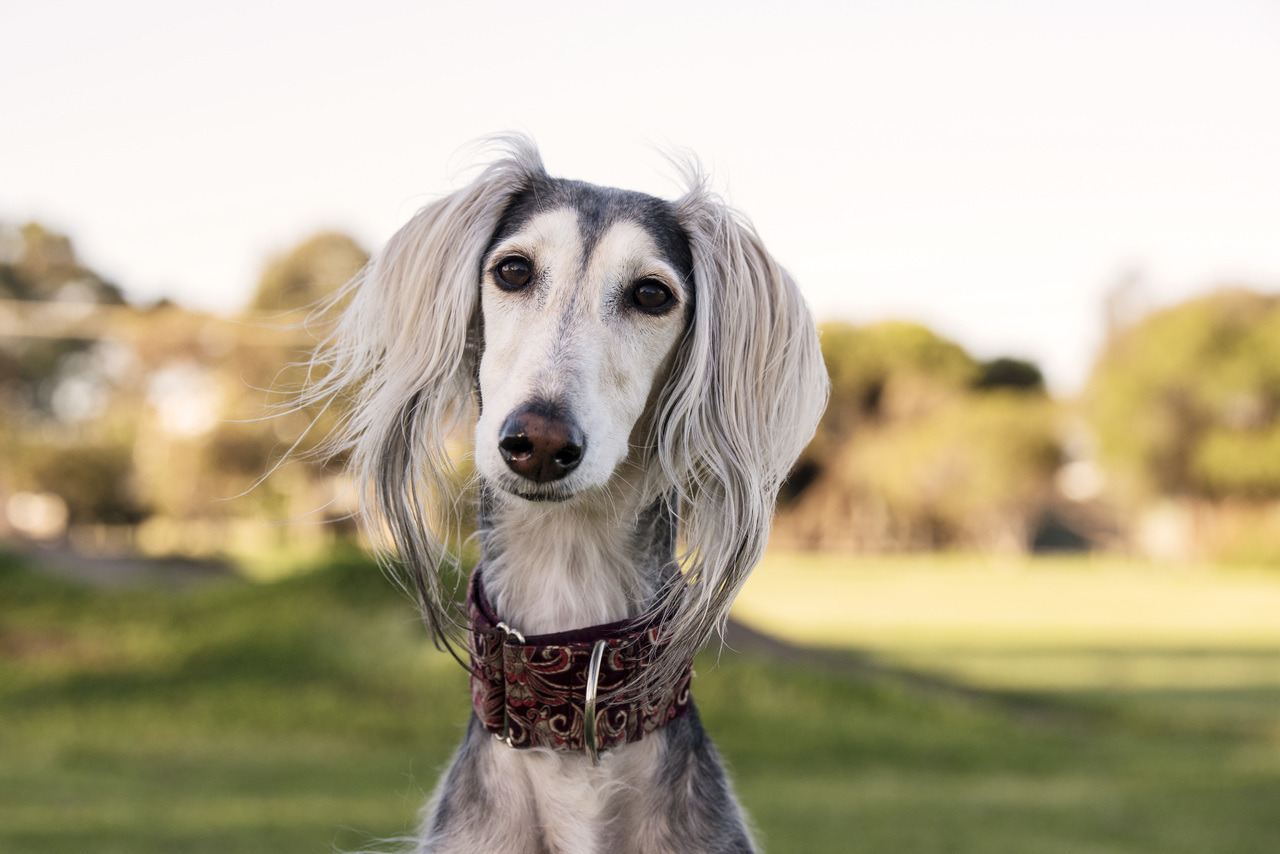 Image of Saluki