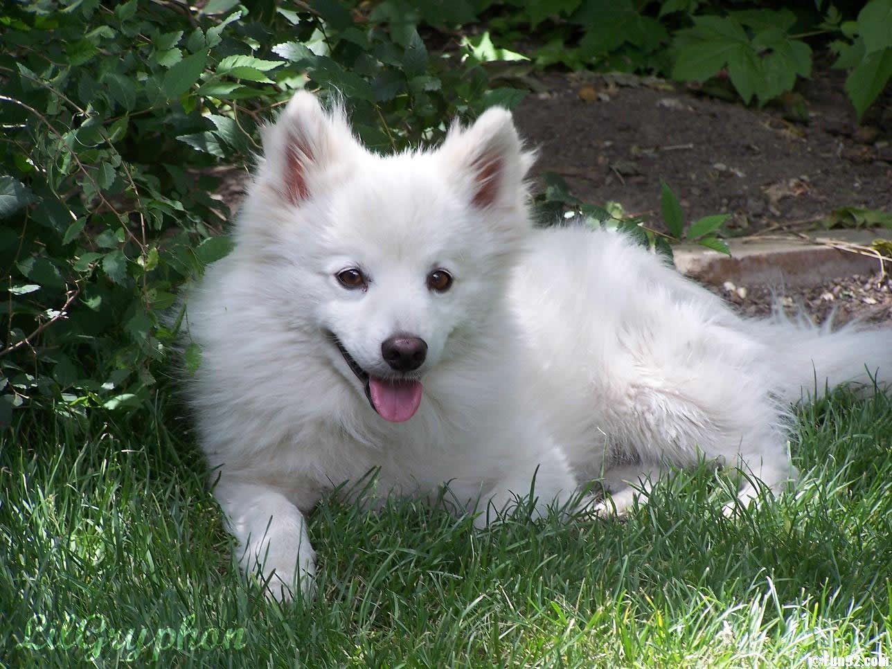 American Eskimo Dog (Miniature)